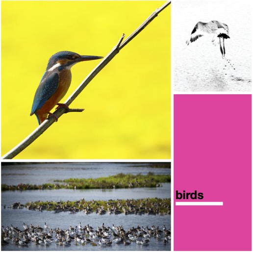 link to birds project.